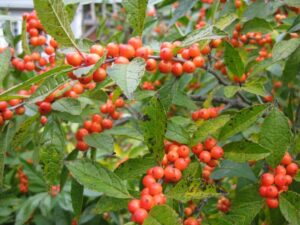 Winterberry in November