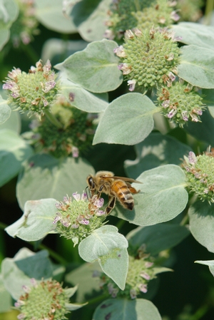 Mountain Mint (Pycnanthemum muticum)