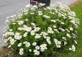 Montauk Daisy (Nipponanthemum nipponicum)Small