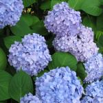 Hydrangea (Hydrangea macrophylla 'Endless Summer')