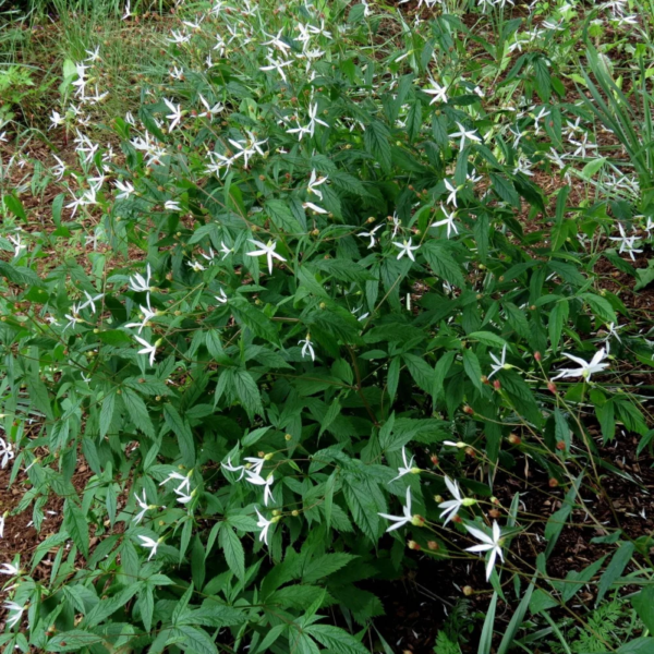 Bowman's Root  (Gillenia trifoliata) Small pot
